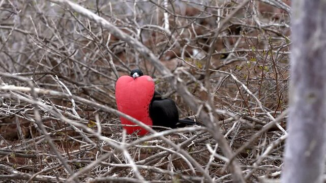 Male frigate birds inflate their vibrant red throat pouches to attract females in the galapagos islands