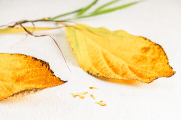 Autumn still life with yellow leaves. Selective focus. Autumn background. Copy space.