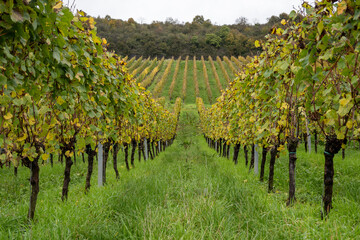 Aerial view of terraced vineyards around Nittel, Rhineland-Palatinate, Germany and views across Moselle River on vineyard hills of Machtum, Luxembourg
