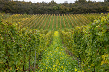Aerial view of terraced vineyards around Nittel, Rhineland-Palatinate, Germany and views across Moselle River on vineyard hills of Machtum, Luxembourg