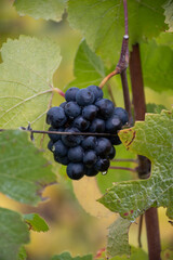 Harvest time on terraced vineyards in Moselle river valley, Germany and Luxembourg, Grauer burbunder or Pinot gris grapes on vine