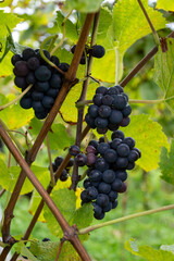 Harvest time on terraced vineyards in Moselle river valley, Germany and Luxembourg, Grauer burbunder or Pinot gris grapes on vine