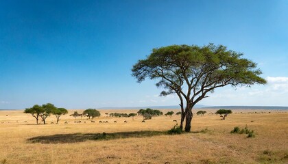 Obraz premium Vast Open Savannah Stretching to the Horizon, With Towering Acacia Trees Dotted Across the Landscape, Beneath a Clear Blue Sky and Gently Grazing Herds in the Distance