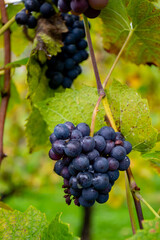 Harvest time on terraced vineyards in Moselle river valley, Germany and Luxembourg, Grauer burbunder or Pinot gris grapes on vine