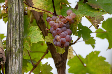 Harvest time on terraced vineyards in Moselle river valley, Germany and Luxembourg, Kerner, mix Riesling and Trollinger grapes on vine