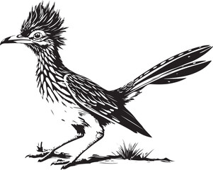 Fototapeta premium black roadrunner bird vector illustration printable