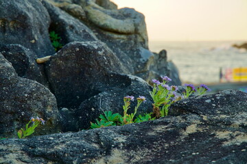 Wildflowers Growing on Neungpadae Rocks