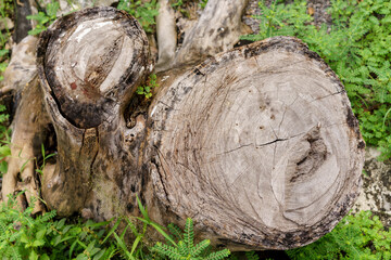Tree stump in the forest