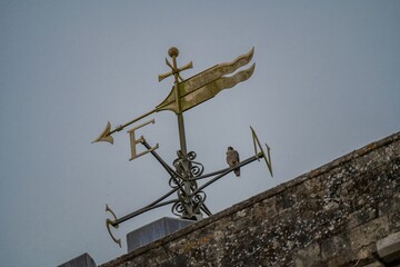 Peregrine Falcon Falco peregrinus perched on the weathervane at Romsey Abbey Hampshire England