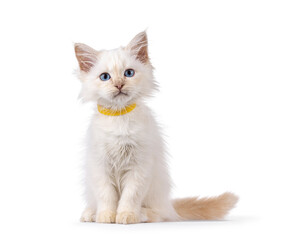 Cute red point Sacred Birman cat kitten, sitting up facing front. Looking curious towards camera. Isolated on white background.