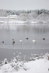 A serene winter landscape featuring swans and ducks gliding across a partially frozen lake, surrounded by snow-covered trees and a distant building