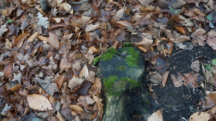 Moss-Covered Tree Stump Among Fallen Leaves in Autumn Forest
