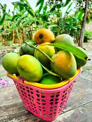 Harvest Fresh Apple Indonesia mangoes from garden
