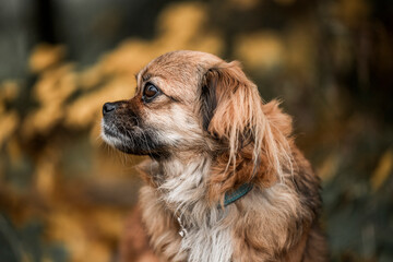Tibetan Spaniel dog small cute little 