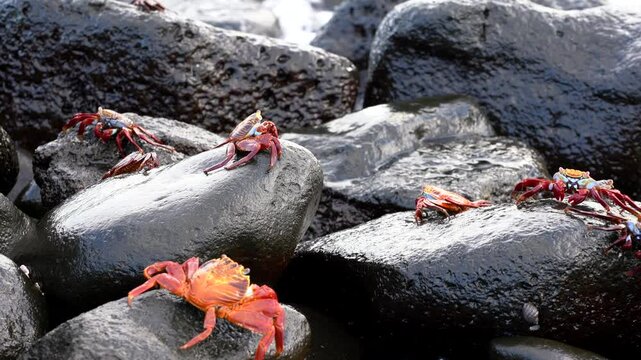 Sally lightfoot crabs walk across black volcanic rocks on the galapagos islands, showcasing their vibrant colors and unique habitat