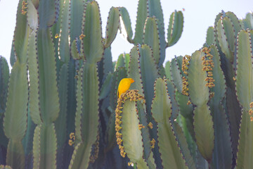 Saffron Finch, in vibrant yellow, perched on a blooming cacto-candelabro. Vibrant nature in contrast.