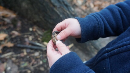 Child Holding an Acorn Cap in a Wisconsin Autumn Forest