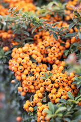 Fototapeta premium Close-up of Firethorn (Pyracantha coccinea) berries