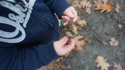 Child Holding an Acorn Cap in a Wisconsin Autumn Forest
