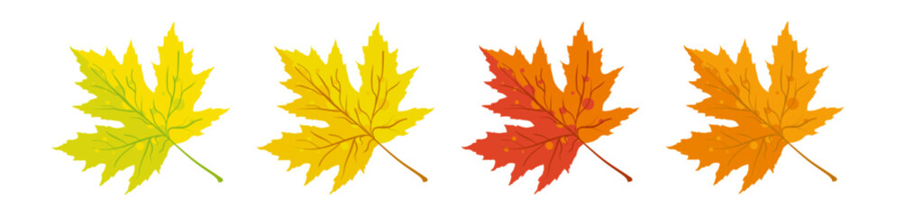 Autumn maple leaves yellow, orange and red - vector illustration