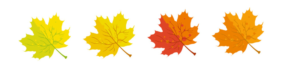 Autumn maple leaves yellow, orange and red - vector illustration