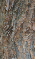 Details of the bark of commiphora africana