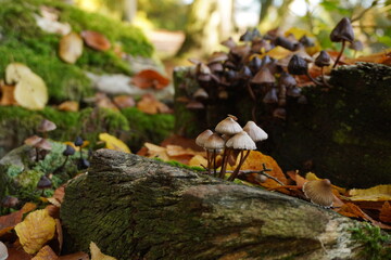 Mycena galericulata mushroom on tree log