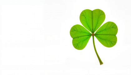 Fresh green four-leaf clover isolated on white background