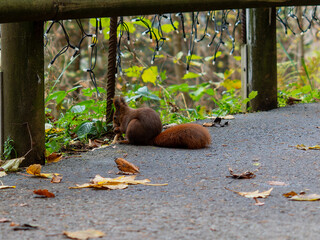 Squirrel in Black Forest, Germany