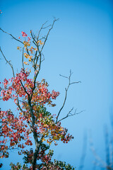 tree in autumn