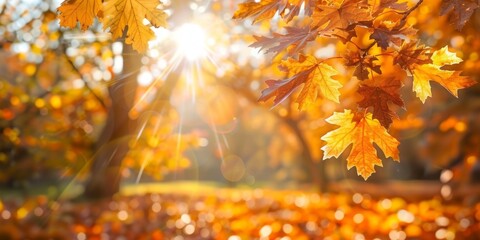 Autumnal Splendor: Sunlit Maple Leaves in a Golden Forest