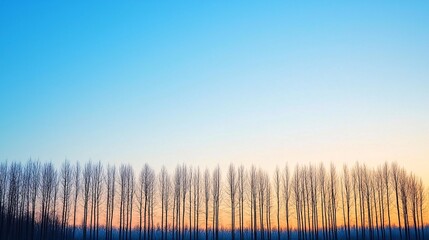 Serene Landscape with Tall Trees Silhouetted Against a Colorful Sunset Sky in Soft Gradient of Blue and Orange Hues at Dusk
