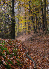 Naklejka premium Forst, verwunschener Herbstwald bei Regen im Naturschutzgebiet Teufelsgraben Marbach
