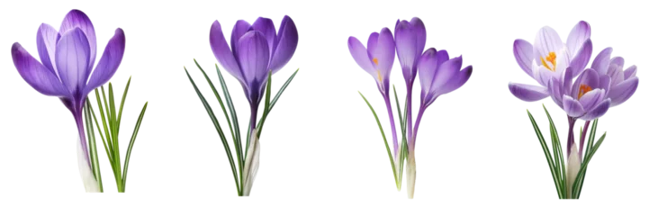Velours gordijnen Purple crocus flower isolated on white or transparent background, cutout PNG © Chadys