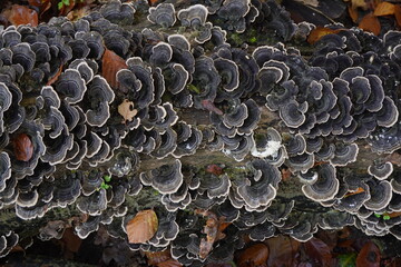 Trametes versicolor mushroom on tree log