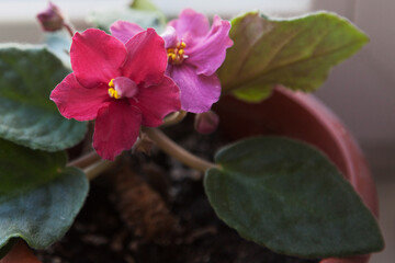 Obraz premium bright red violet on the windowsill