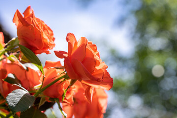 Blooming orange roses reaching for the sunlight in a garden