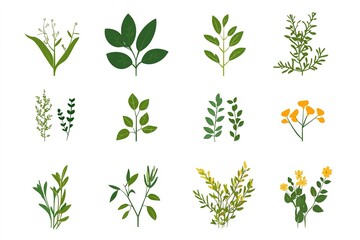 Collection of various green herbal plants