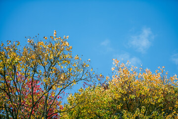 Fototapeta premium tree in the field