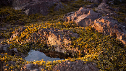 Seaweed on Ocean Rocks