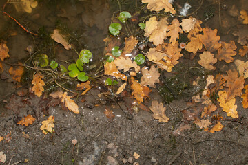 Autumn oak leaves in water	