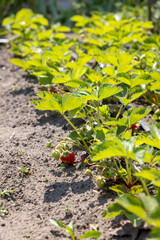 Ripe and unripe strawberries growing in cultivated soil