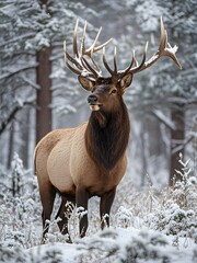 Fototapeta premium deer in winter