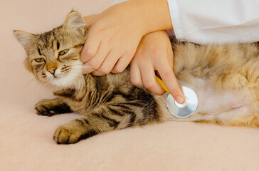 A child listens to a cat's heartbeat with a stethoscope.
