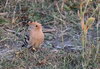 An eurasian hoopoe is seen resting on the ground in a sparse vegitation near a wetlands lake