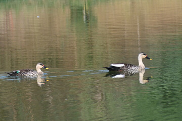 A pair of spot billed ducks are seen leisurely swimming in a lake nearby
