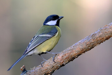 Great tit