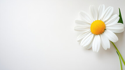 Obraz premium beautiful daisy flower with white petals and yellow center on minimalist white background, evoking sense of calm and elegance