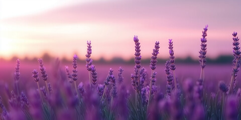 Fototapeta premium Serene Lavender Field Under Vibrant Sunset Sky