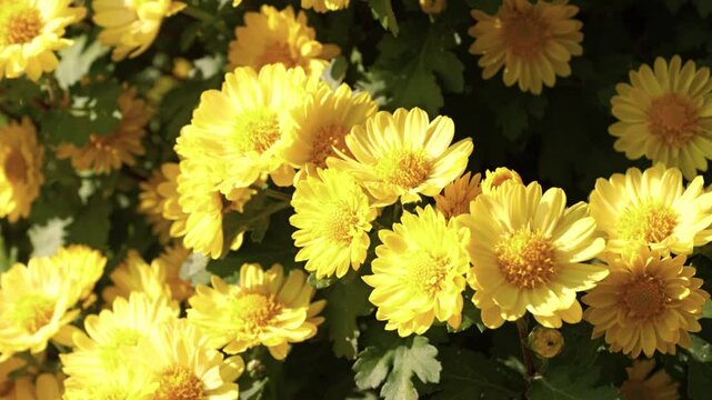 Calendula is a genus of about 15&ndash;20 species of annual and perennial herbaceous plants in the daisy family, Asteraceae that are often known as marigolds
